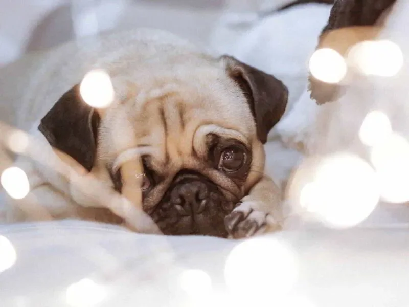 sleepy dog in front of lights