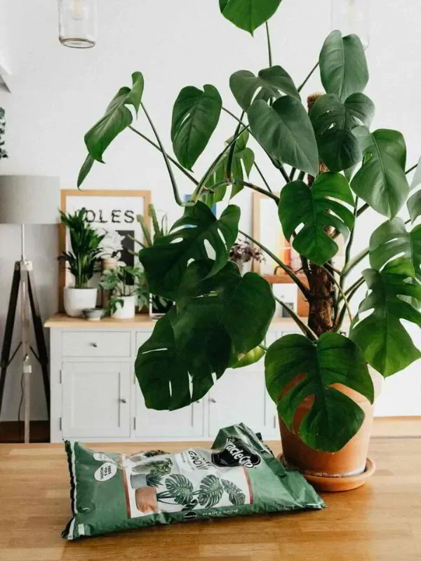 organic texture in interior design