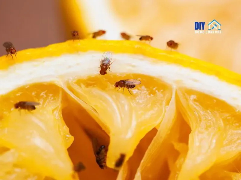 fruit flies on an orange